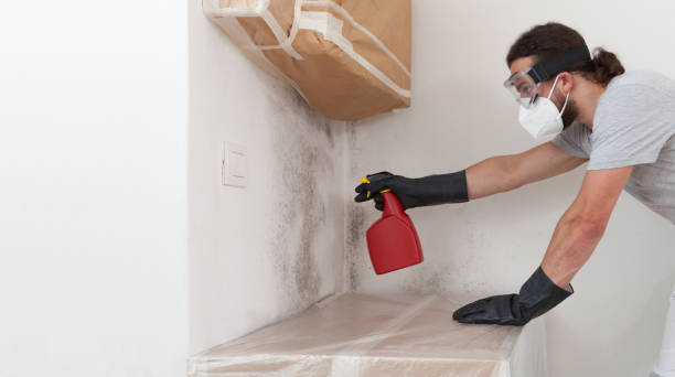 Professional Attic Mold Remediation technician working in Red Bank, NJ