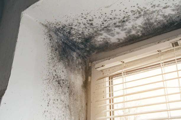 Affordable Attic Mold Remediation solutions in Red Bank, NJ